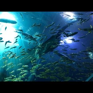 Meet your Posher, Nancy